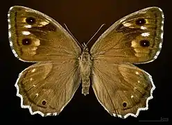 ♀