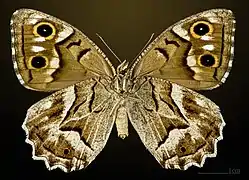 ♀ △