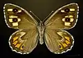 ♀