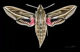 Hippotion celerio ♂