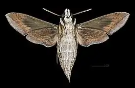 Hippotion celerio  ♂ △