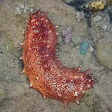 Los pepinos de mar se alimentan filtrando plancton y sólidos en suspensión en el agua de mar