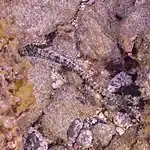 Euapta lappa