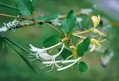 Madreselva