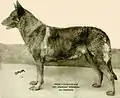 Pastor alemán de 1899.