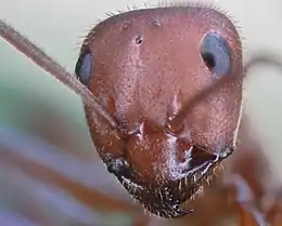 Macro photography