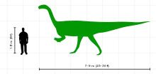 Un dibujo de siluetas de Plateosaurus en vista lateral, y de un hombre. El dinosaurio es mostrado como un bípedo. El humano de 1.8 metros de alto no alcanza a la altura de la cadera de Plateosaurus.