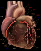 Corazón humano con las arterias coronarias.