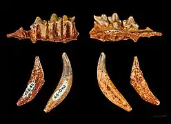 Hyaenodon Filholi MHNT