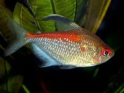 Hyphessobrycon pyrrhonotus.