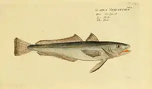 Merluccius merluccius