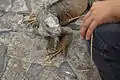 Iguana en el Parque Seminario