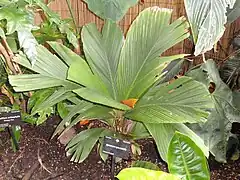 Iguanura spectabilis