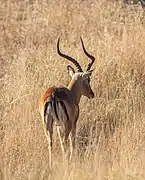 Macho en el parque nacional Kruger, Sudáfrica.