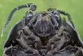 Plano macro de un Armadillidium opacum