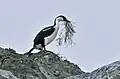 Cormorán antártico.
