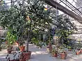 Plantas tropicales.