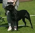 Cane Corso atigrado