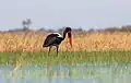 Ejemplar en el delta del Okavango, Botsuana.