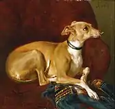 Un galgo descansando sobre una silla