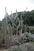El jardín de cactus y suculentas