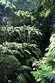 Jardim Botânico do Faial, helechos.