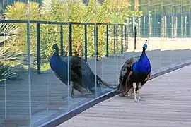 Pavos reales.