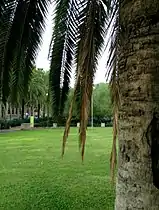 Palmera en explanada