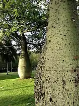 Ceiba insignis (Palo borracho blanco)