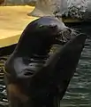 León marino de California