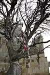 Árbol con trozos de tela atados a sus ramas.