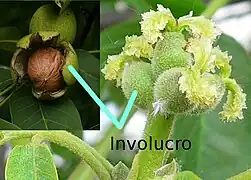 Involucro (fruto maduro) in situ.