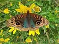 Junonia Genoveva Macho
