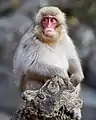 Joven macaco en el Parque de monos Jigokudani