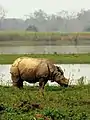 Rinoceronte indio en Kaziranga.