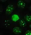 Proteína Ki-67 en células MCF-7 humanas.
