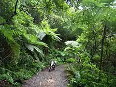 Bosques en Amami Ōshima