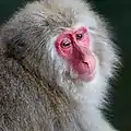 Macaco japonés en el Parque de monos Jigokudani