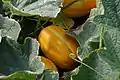 Melones maduros