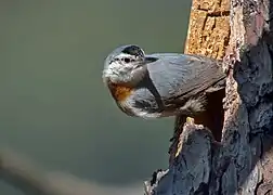 Trepador de Krüper (S. krueperi)