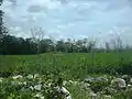 Campos de Kuchel