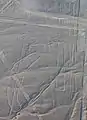 El loro