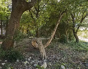 El árbol torcido de la capilla.