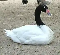 Cygnus melancoryphus, cisne de cuello negro