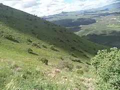Bosque de robles Quercus chihuahuensis en la ladera noroeste del Cerro.