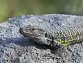Detalle de la cabeza de un ejemplar de lagarto tizón.