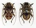 Lagocheirus araneiformis