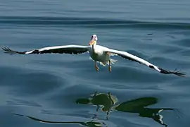 Pelícano en vuelo.