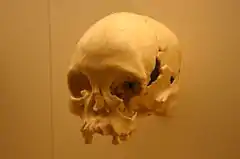 La antigüedad de Luzia, 11,5 ka, es superior a la de cualquier otro resto humano en América del Norte lo que permite un debate sobre por dónde ingresaron los humanos en América.