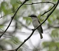 En Jayanti en el Parque nacional de Buxa del distrito de Jalpaiguri, Bengala Occidental, India.